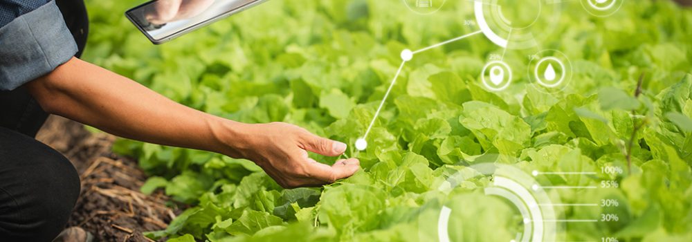 Farmer Plantation checking quality by tablet agriculture modern technology Concept. Smart farming, using modern technologies in agriculture. Man agronomist farmer with digital tablet computer.