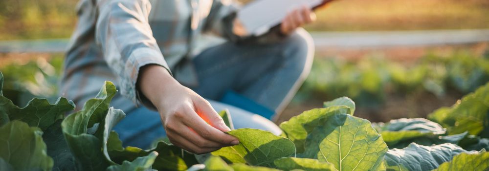 asian-woman-use-tablet-check-vegetable-growing-information-garden