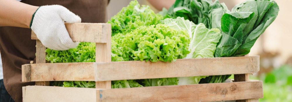 close-up-hand-asian-farmer-man-holding-wooden-box-full-fresh-raw-vegetables-organic-farm-concept