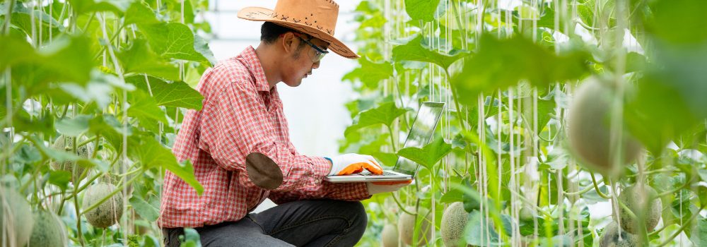 farmer-melon-smart-farming-using-modern-technologies-agriculture-man-agronomist-farmer-with-laptop-computer-cantaloupe-farm